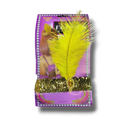 Diadema Can Can C/1