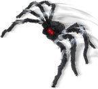 Araña Negra Brincadora C/1